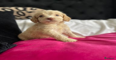 Cockapoo dogs - Advert 2