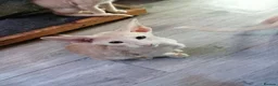 Oriental cats for sale: Beautiful oriental Siamese kitten  - Advert 7