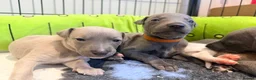 Whippet dogs for sale: Gorgeous Whippets Ready for forever Home - Advert 5