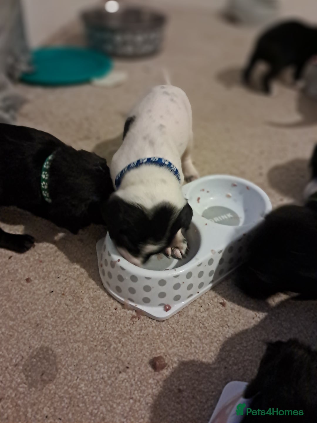 Mixed Breed dogs for sale: Splurcherpoo puppys - Image 7