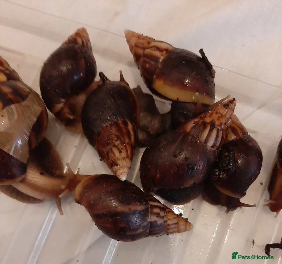 Snails invertebrates for sale: Giant African land snails (Achatina  fulica) - Advert 17