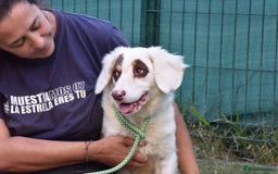 English Setter dogs for adoption: Pumuki  - Image 8