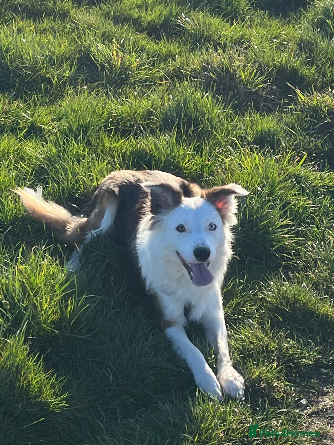 Border Collie dogs for stud: Gorgeous sable border collie for stud - Advert 4