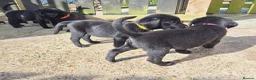 Labrador Retriever dogs for sale: Top Quality KC Registered Labrador Pups - Advert 5
