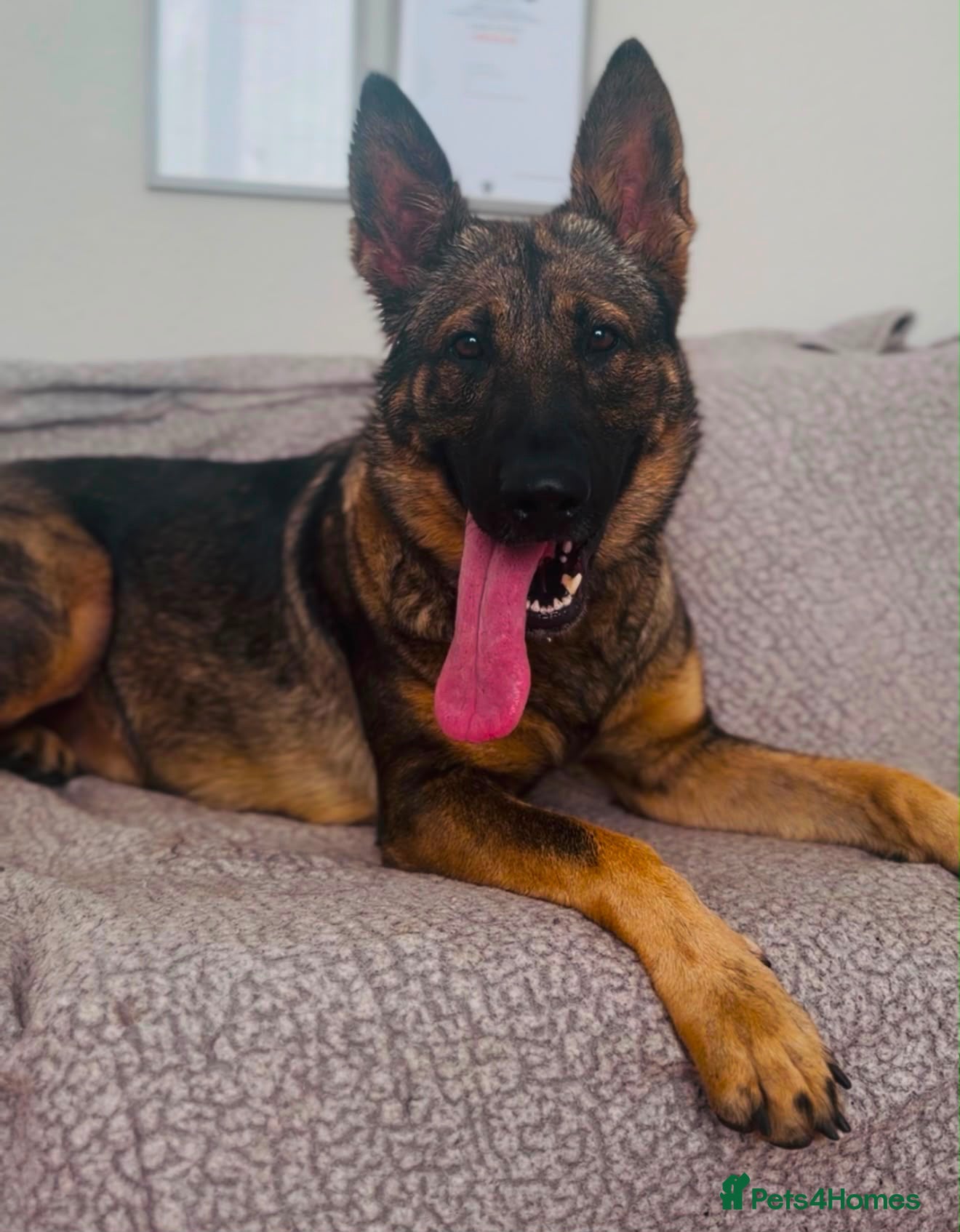 German Shepherd dogs HEALTH TESTED ON CYCLE FEMALE - Advert 15