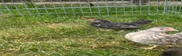 Chickens poultry for sale: Serama chicks and hatching eggs  - Advert 13