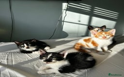 Mixed Breed cats for sale: Stunning mixed kittens  - Image 1