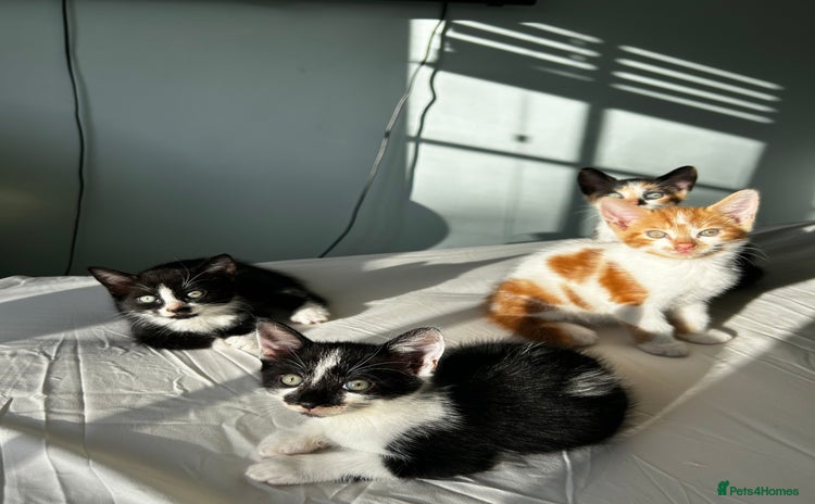 Mixed Breed cats - Advert 1