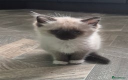 Ragdoll cats for sale: Beautiful Ragdoll Kittens - Image 6