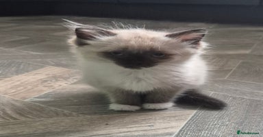 Ragdoll cats - Advert 13