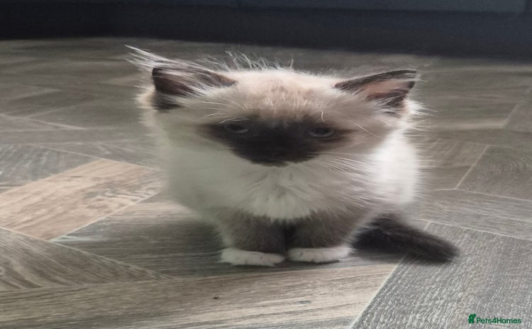Ragdoll cats - Advert 4