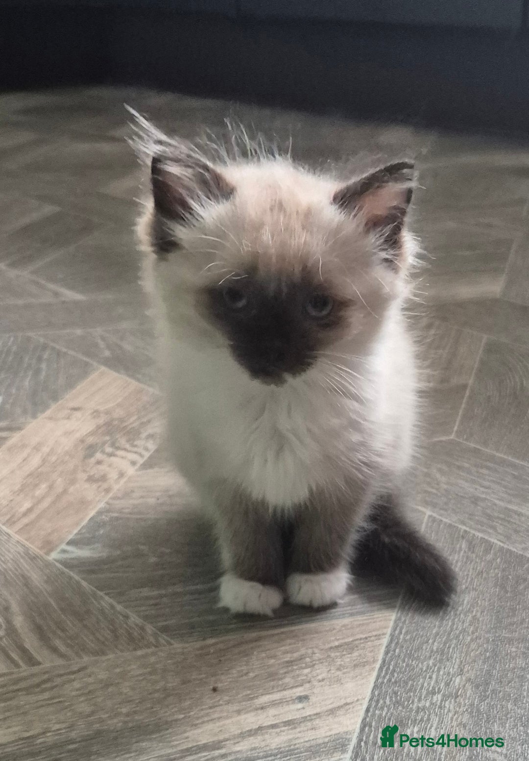 Ragdoll cats for sale: Beautiful Ragdoll Kittens - Image 6