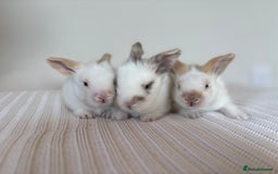 Angora rabbits for sale: Fully Vaccinated Pedigree English Angoras  - Image 17