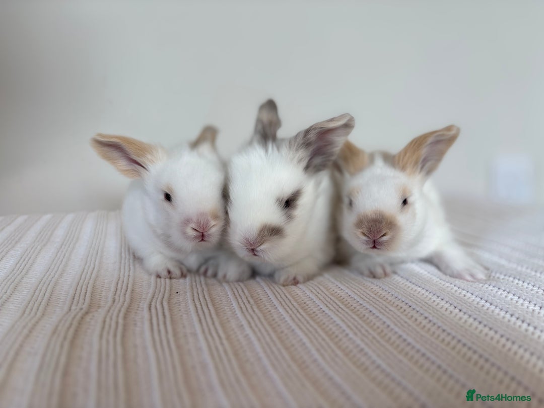 Angora rabbits for sale: Fully Vaccinated Pedigree English Angoras  - Image 17