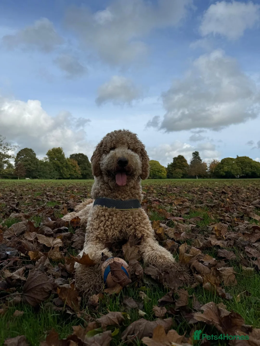 Goldendoodle dogs for stud: Cooper - Proven stud in Haywards Heath - Advert 14