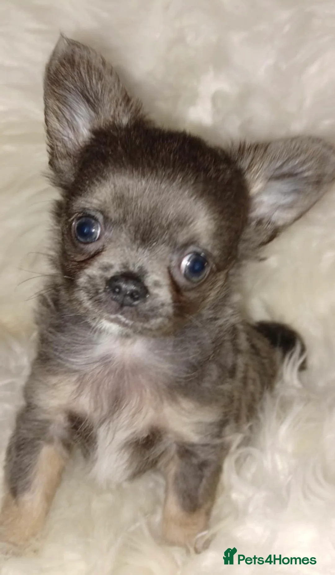 Chihuahua dogs for sale: Adorable chihuahua pups - Advert 5