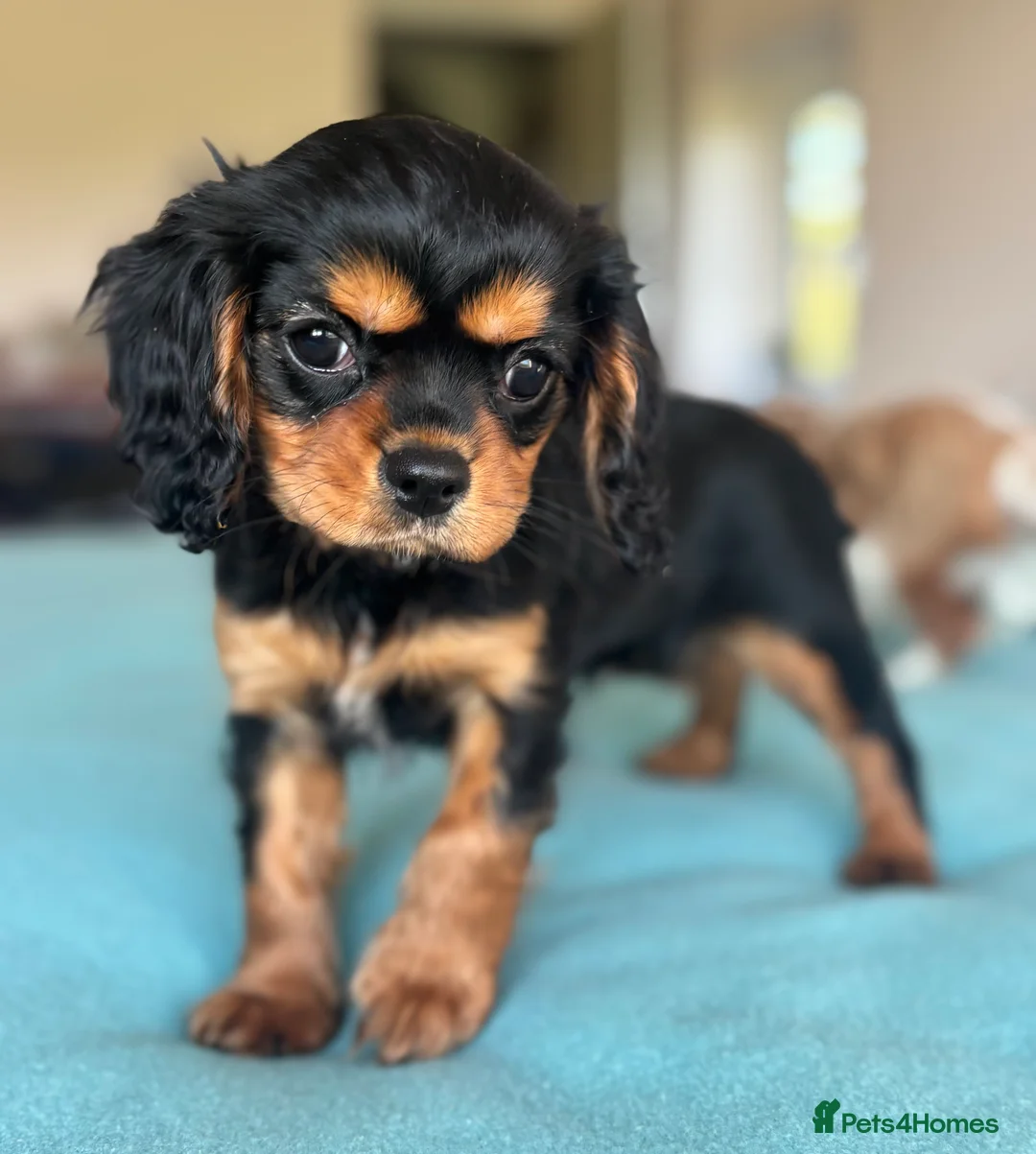 Cavalier King Charles Spaniel dogs for sale: 🐾KC reg,Extensively health tested Cavalier pups🐾 - Advert 16