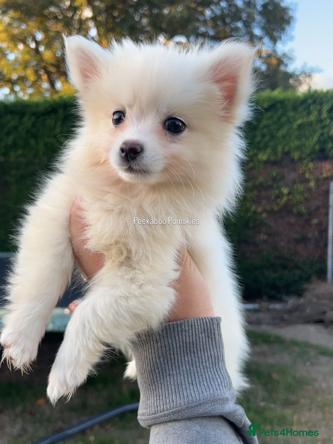 Pomsky dogs for sale: Pomsky Puppies (3) - Advert 2