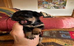 Yorkiepoo dogs for sale: Yorkiepoo Puppies to the manor born - Image 6