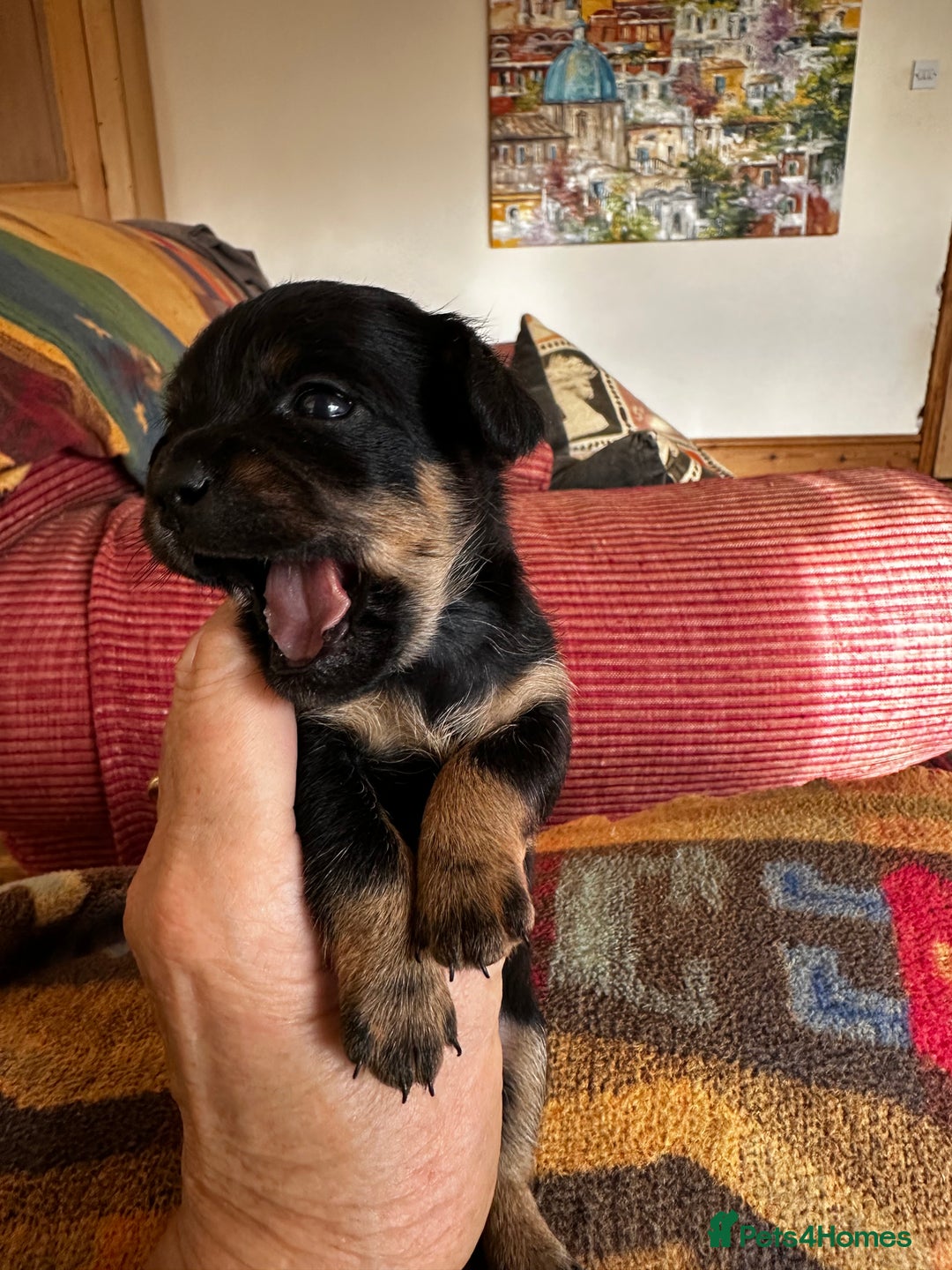 Yorkiepoo dogs for sale: Yorkiepoo Puppies to the manor born - Image 6