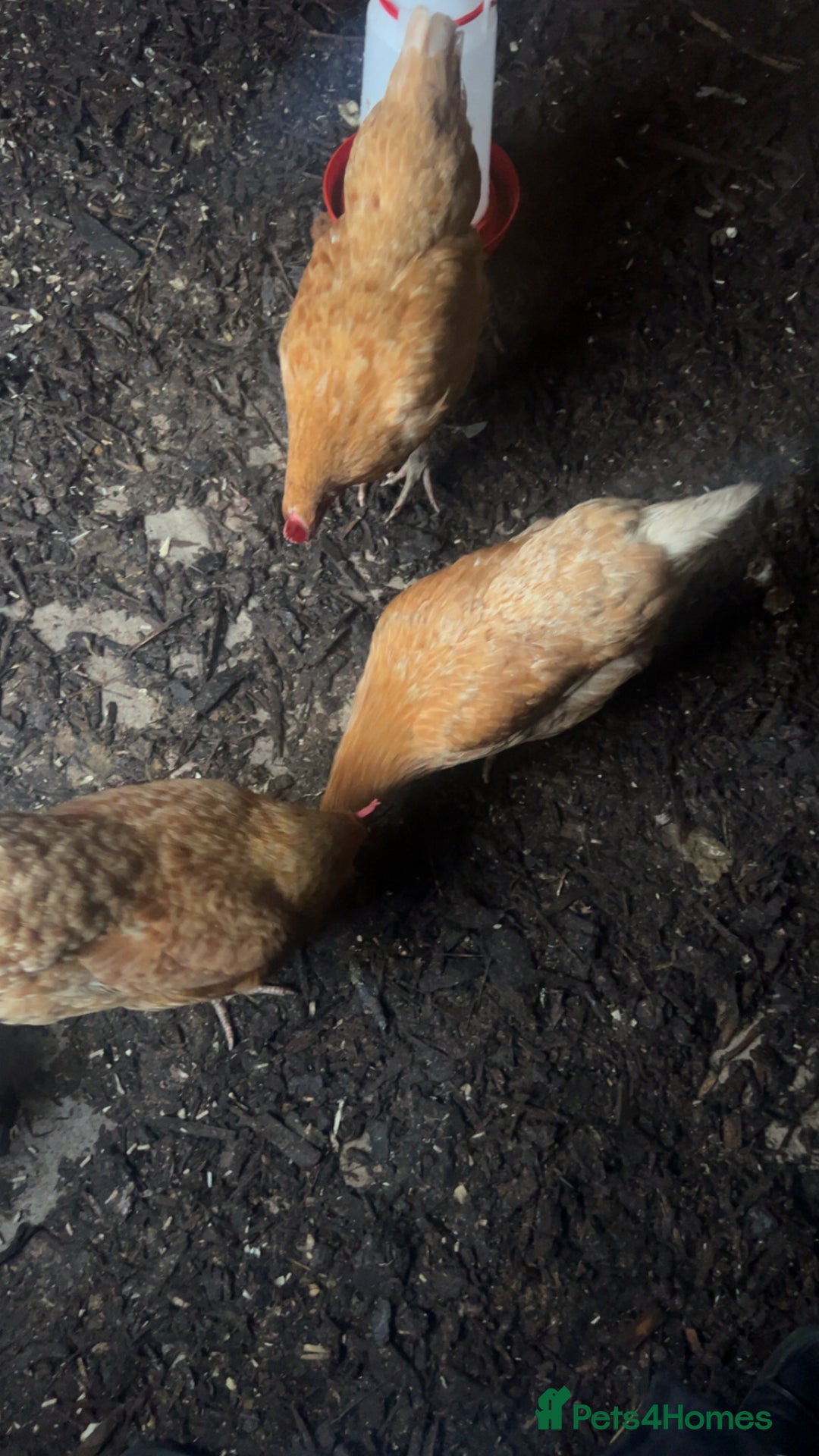 Chickens poultry for sale: 3 Laying Hens  - Advert 7