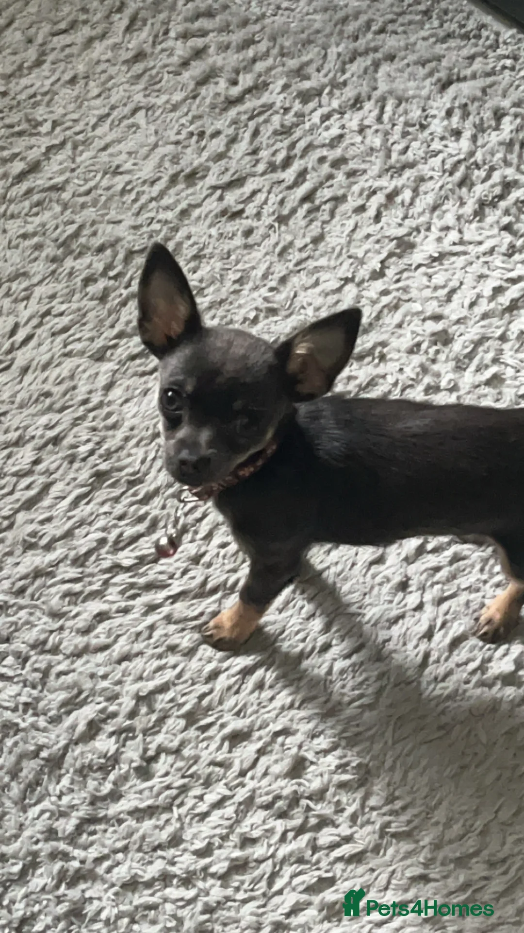 Chihuahua dogs for sale: Tinkerbell  - Advert 1