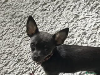 Chihuahua dogs Tinkerbell - Advert 3