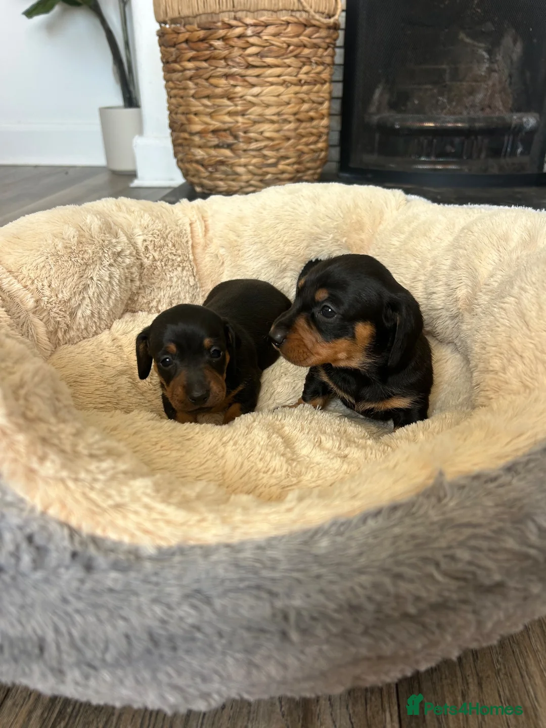 Miniature Dachshund dogs for sale: Miniature dachshund puppies - Advert 2