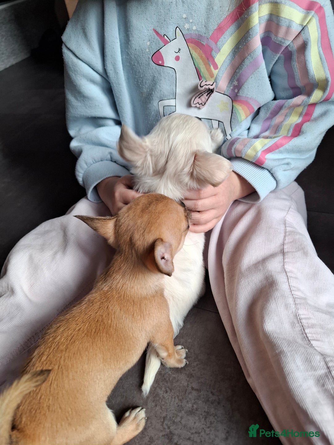 Chihuahua dogs for sale: Gorgeous Chihuahua puppies ❤️👑❤️ Bristol  - Advert 25
