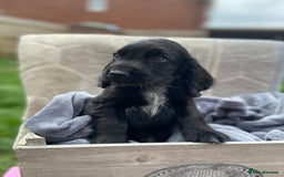 Cockapoo dogs for sale: Cockapoo puppies  - Image 1