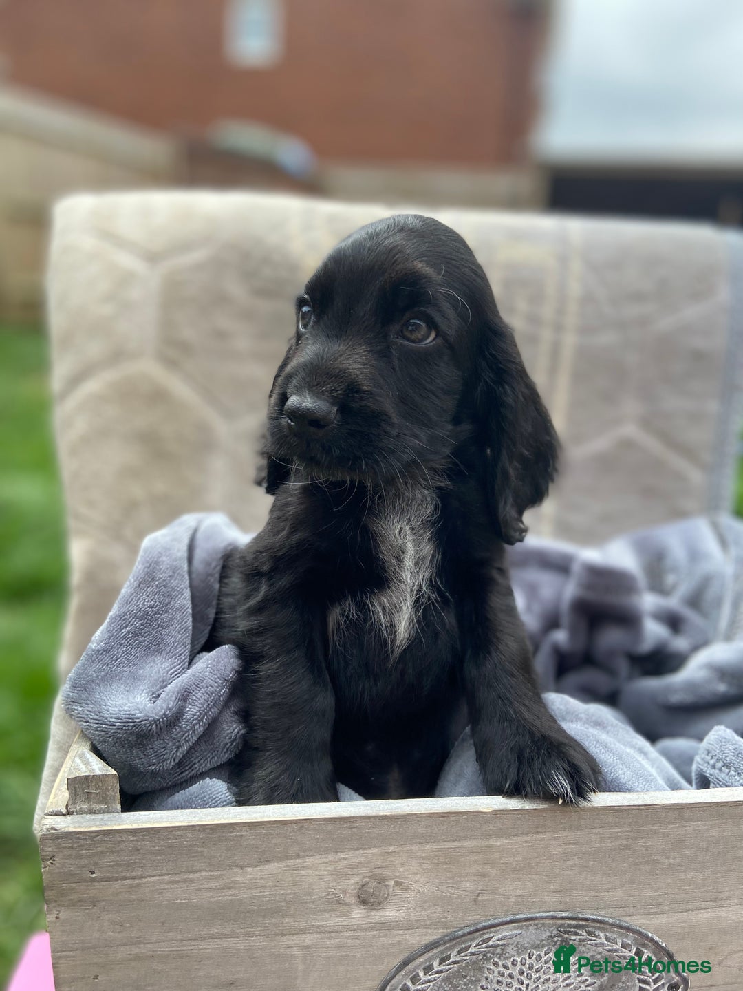 Cockapoo dogs for sale: Cockapoo puppies  - Image 1
