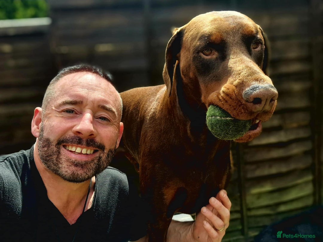 Dobermann dogs for sale: *HEALTH TESTED,HOME REARED,STUNNING DOBERMAN PUPS - Image 30