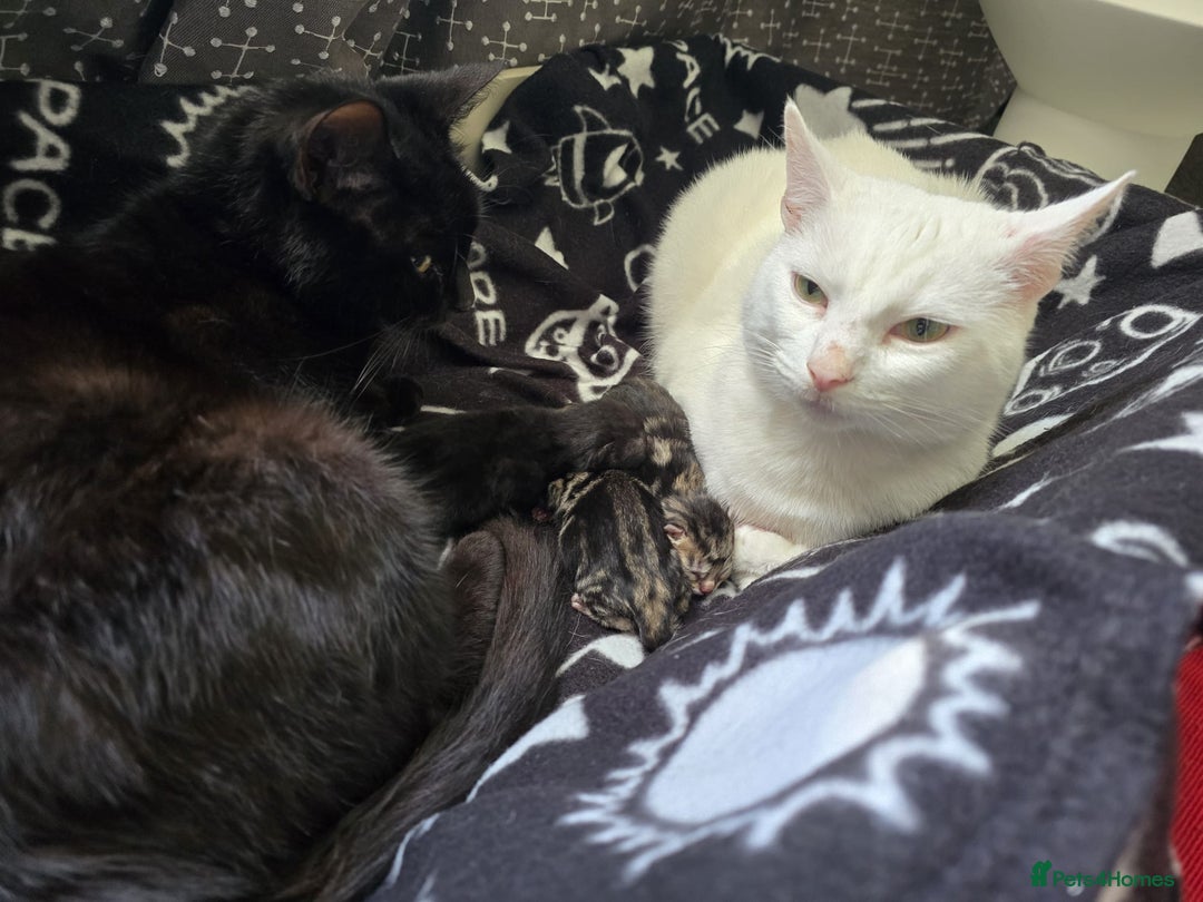 British Shorthair cats for sale: 1 tabby female 1 shaded female ready to go  - Advert 1