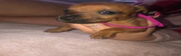 Patterdale Terrier dogs for sale: Patterdale puppies in Bishop Auckland - Advert 14