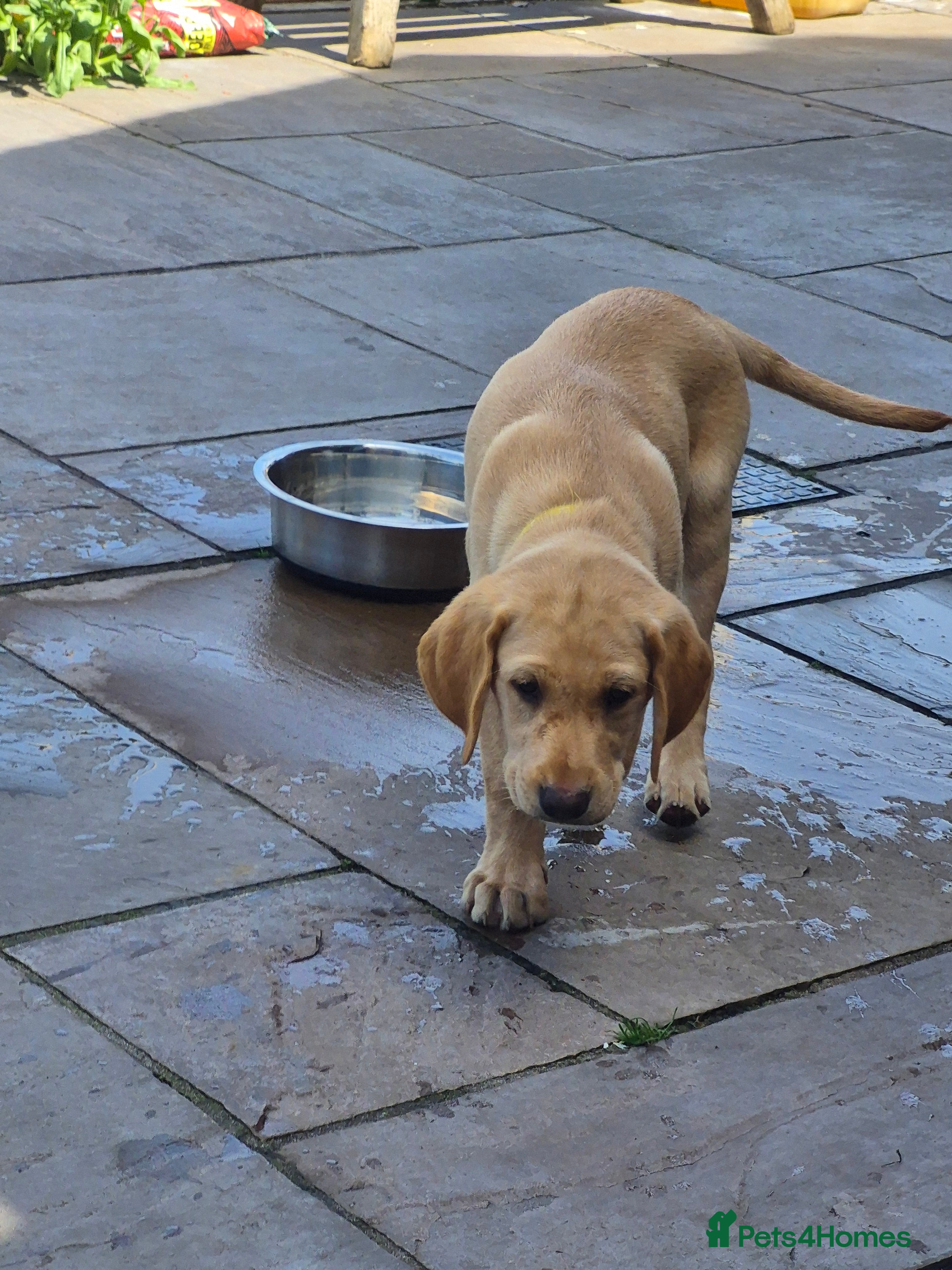 Labrador Retriever dogs Labrador pups - Advert 2