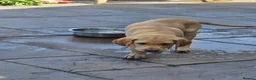 Labrador Retriever dogs for sale: Labrador pups - Advert 24