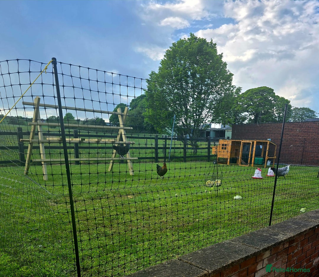 Chickens poultry for sale: 5 Laying Hens Free - Image 9