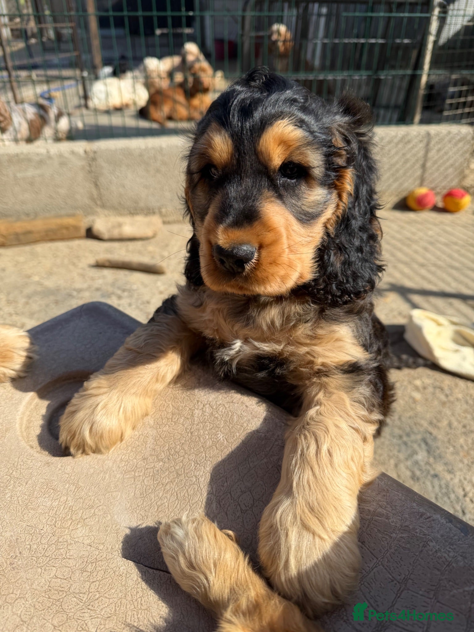 Cocker Spaniel dogs Stunning English show type cocker puppies  - Advert 2