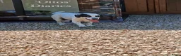 Mixed Breed dogs for adoption: Staffie wannabe OTTO, AVAILABLE FOR ADOPTION - Advert 12