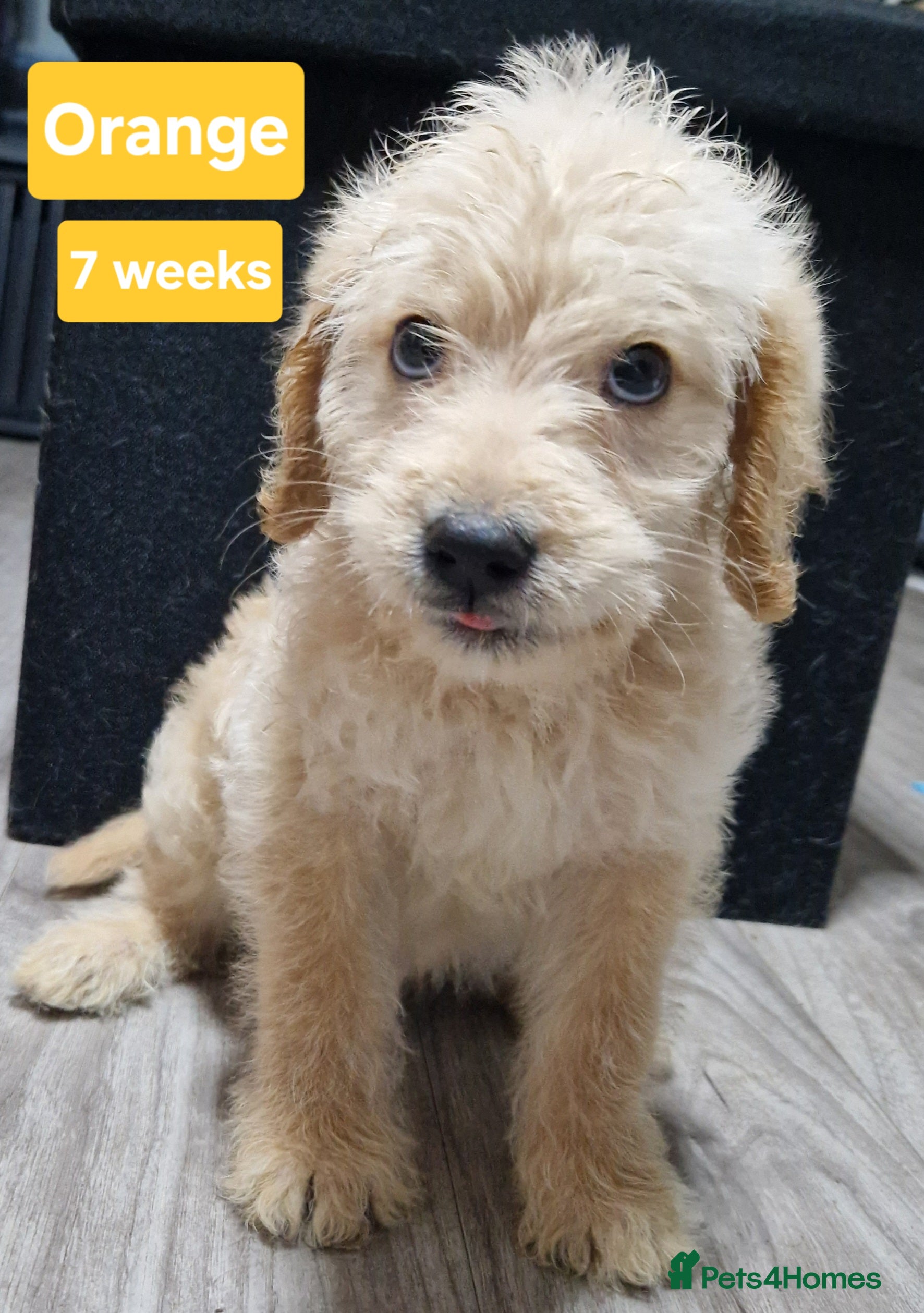 Mixed Breed dogs Beagle Doodles - Advert 3