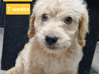 Mixed Breed dogs Beagle Doodles - Advert 3