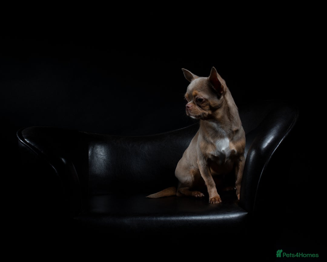 Chihuahua dogs for sale: Chihuahua Boy Looking for His Forever Home - Advert 9