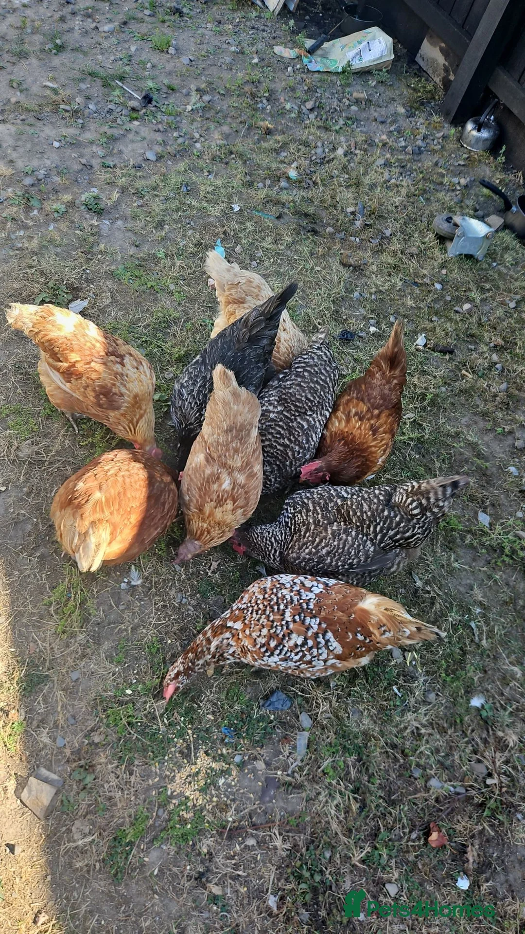 Chickens poultry for sale: Chickens  - Advert 1