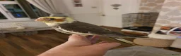 Cockatiels birds for sale: Beautiful baby hand reared cockateils. - Advert 3