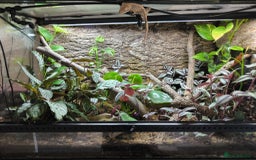 Gecko reptiles for sale: Vivarium with 3 crested geckos - Image 1