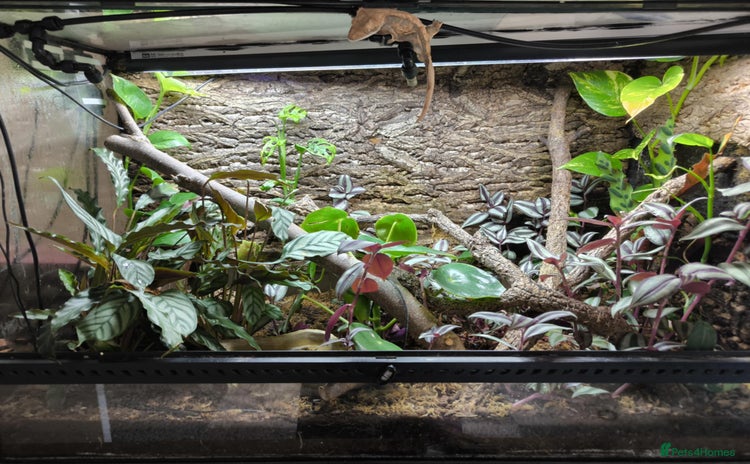 Gecko reptiles - Advert 5