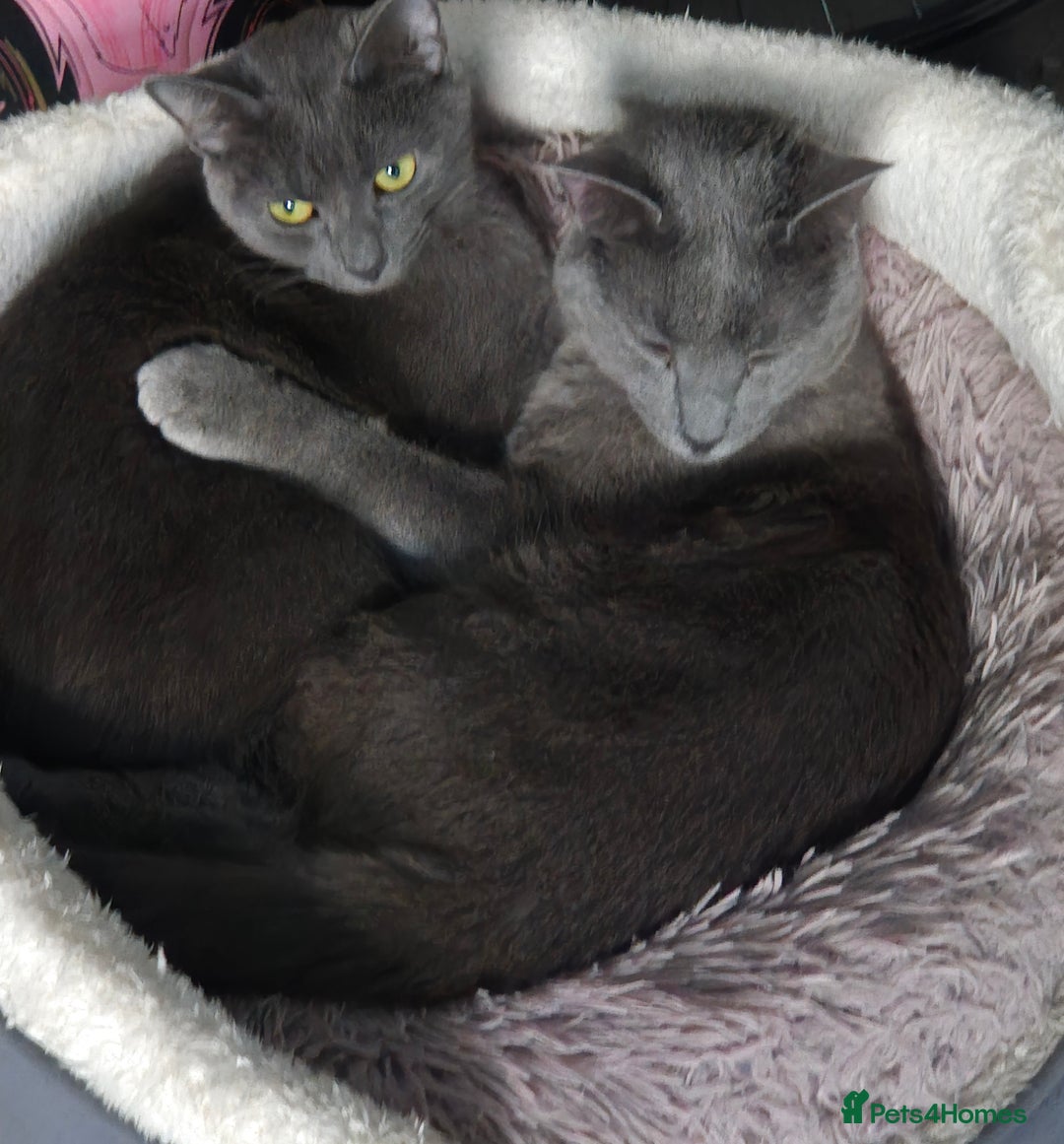Russian Blue cats for sale: 2 beautiful grey cats - Advert 5