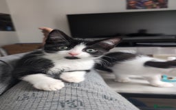 Domestic Shorthair cats for sale: Two cute kittens - Image 1