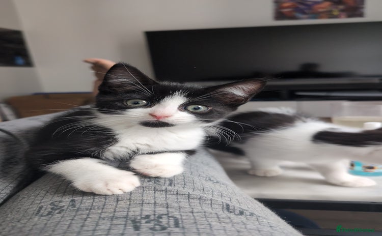 Domestic Shorthair cats - Advert 1