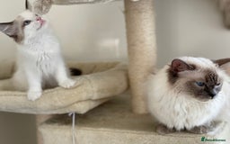 Ragdoll cats for sale: GCCF Champion Line Pedigree Ragdoll Kittens - Image 11